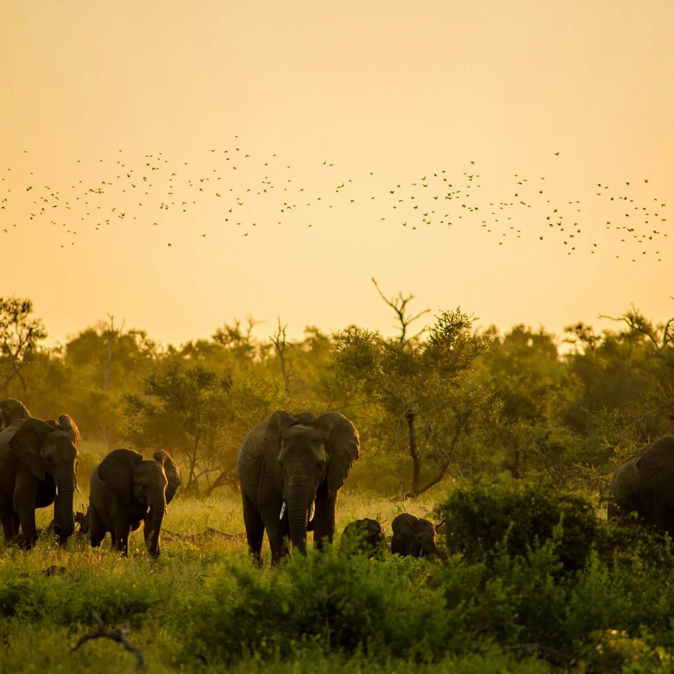 South Africa Lodge Private charter - Image Credit Isis Petroni